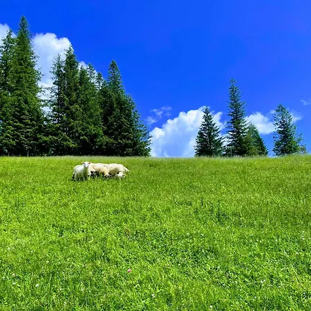 & Wellness Zorhill Pensionat